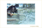 Petit Chat n'a pas froid -- 17/01/08