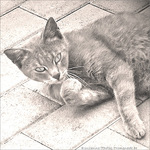 Chat pause -- 01/08/10