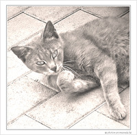 Chat pause