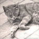 S�r�nit� -- 03/08/09