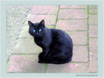 Un chat - facettes -- 25/10/04