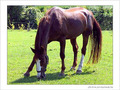 Tierc� gagnant -- 17/11/04