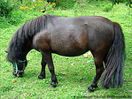 Le Cheval � la longue Crini�re -- 04/10/08