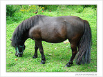 Le cheval � la longue crini�re -- 04/10/08