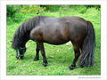 Le cheval � la longue crini�re -- 04/10/08
