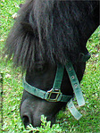 Cheval timide -- 25/09/08