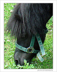 Cheval timide -- 25/09/08
