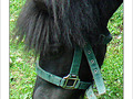 Cheval timide -- 25/09/08