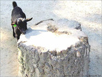 Sauter le pas�? -- 18/10/04