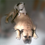 Amiti� canine -- 06/10/09