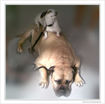 Amiti� canine -- 06/10/09