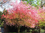 Symphonie en rose majeur et rose mineur -- 24/04/05