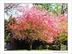 Symphonie en rose majeur et rose mineur -- 24/04/05