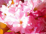 Symphonie en Rose mineur et Rose majeur -- 24/04/05