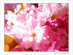 Symphonie en rose mineur et rose majeur -- 24/04/05