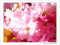 Symphonie en rose mineur et rose majeur -- 24/04/05