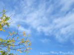 L'Automne se dit�: Ciel c'est le Printemps -- 08/10/10
