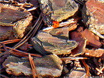 Une coccinelle ne fait pas le printemps -- 21/03/09
