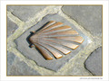 Coquille Saint-Jacques -10 -- 13/06/07