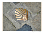 Coquille Saint-Jacques -11 -- 12/09/07