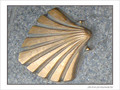 Coquille Saint-Jacques -15 -- 04/07/08