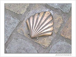 Coquille Saint-Jacques -1 -- 04/03/06