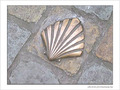 Coquille Saint-Jacques -1 -- 04/03/06