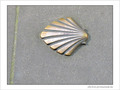 Coquille Saint-Jacques -21 -- 02/06/09