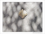 Coquille Saint-Jacques -22 -- 03/06/09
