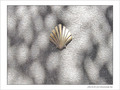 Coquille Saint-Jacques -22 -- 03/06/09