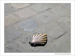 Coquille Saint-Jacques -26 -- 04/06/09