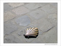 Coquille Saint-Jacques -26 -- 04/06/09