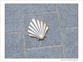 Coquille Saint-Jacques -29 -- 04/06/09