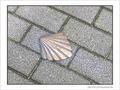 Coquille Saint-Jacques -2 -- 06/03/06
