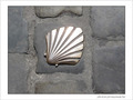 Coquille Saint-Jacques -30 -- 05/06/09