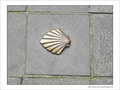 Coquille Saint-Jacques -31 -- 05/06/09