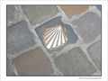 Coquille Saint-Jacques -3 -- 18/03/06