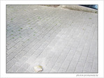 Coquille Saint-Jacques -47 -- 07/06/09