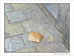 Coquille Saint-Jacques -5 -- 15/03/07