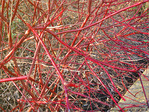 Rouge et Soleil d'Hiver -- 03/02/12