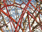Quand le Rouge se m�le au Blanc de l'Hiver -- 10/02/13