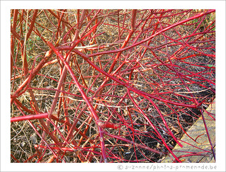 Rouge et Soleil d'Hiver