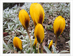 Or et argent -- 05/03/10