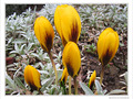 Or et argent -- 05/03/10