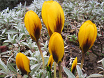 Or et argent -- 05/03/10