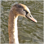 Tendre l'Oreille