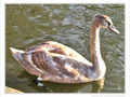 Pr�t � symboliser l'�l�gance -- 10/06/11
