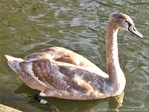 Pr�t � symboliser l'�l�gance -- 10/06/11