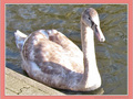 Cygneau d'attention  ! -- 03/06/11