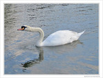 Cygne d'�tirement -- 05/07/10